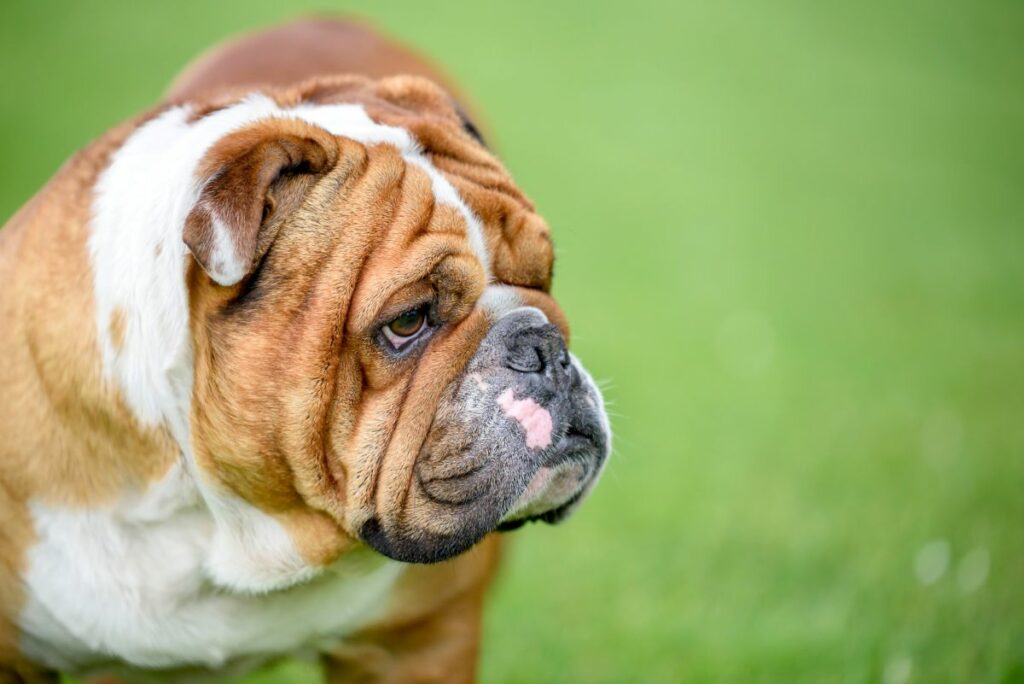 Wrinkly dog breed - the English bulldog