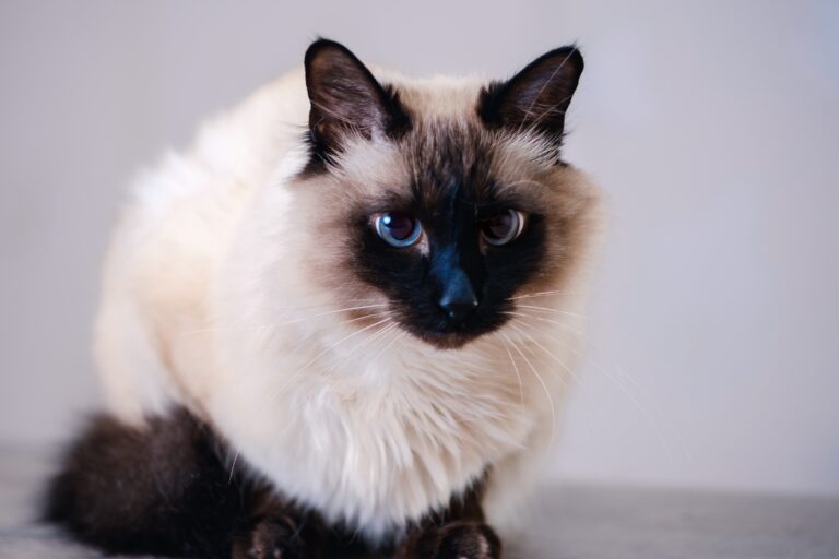 Balinese cat