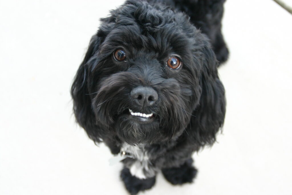 Black maltipoo Black maltipoo