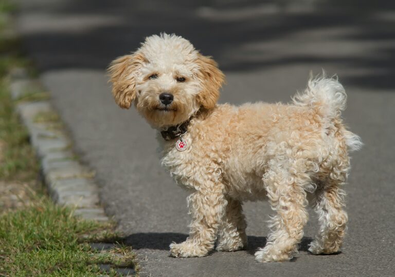 Cream Cavapoo