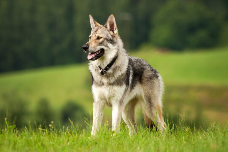 Czechoslovakian Wolfdog