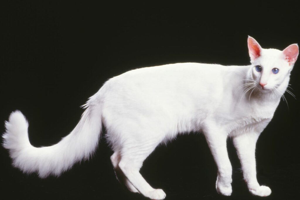 Javanese cat breed