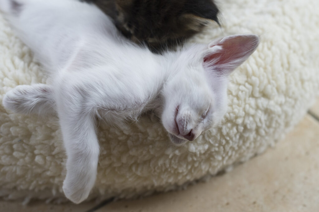 Javanese kitten