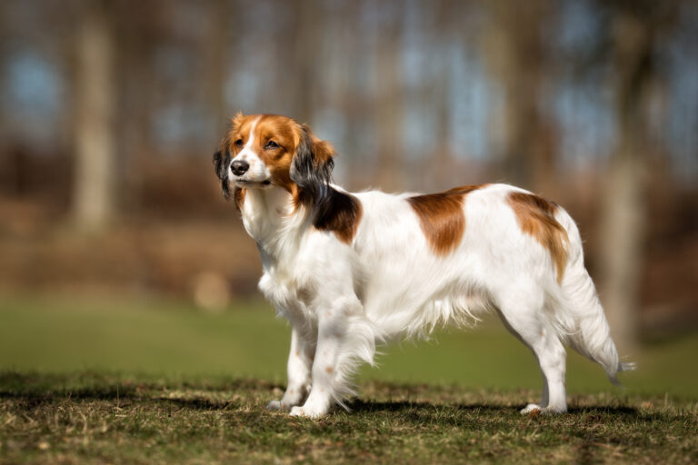 Kooikerhondje