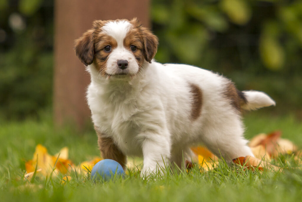 Kooikerhondje puppy Kooikerhondje puppy