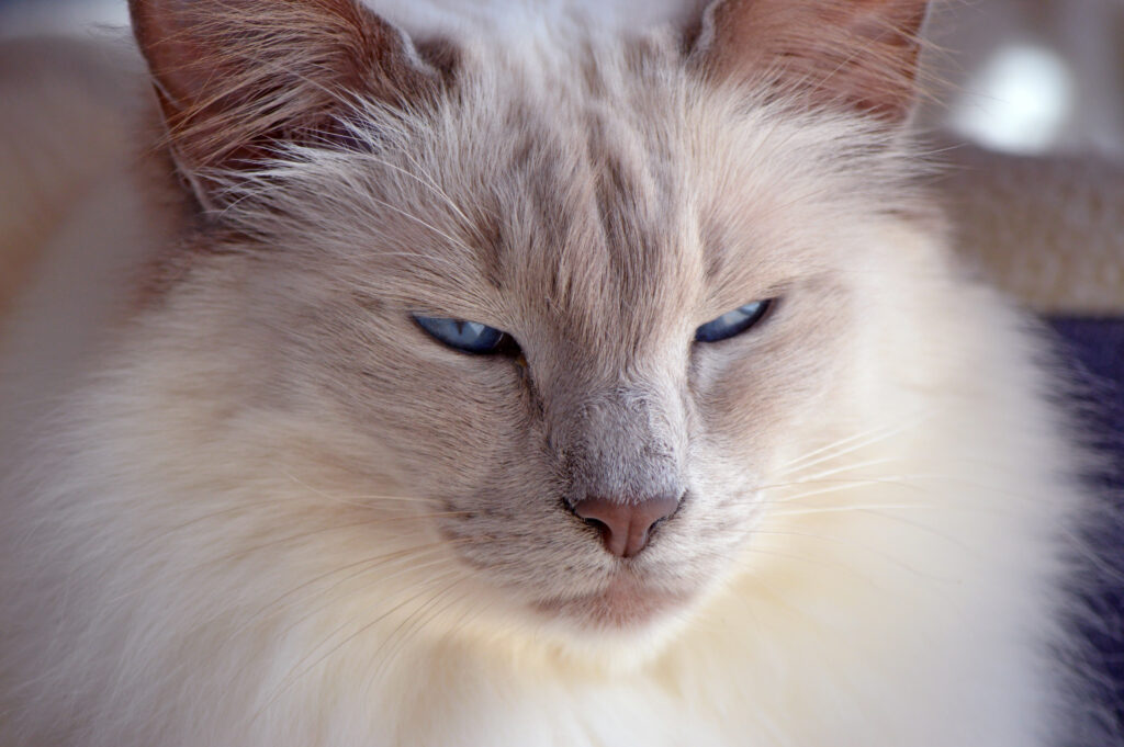 Lilac-point Balinese cat