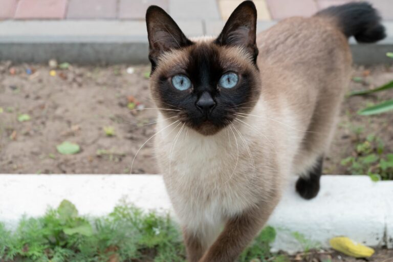 Mekong Bobtail cat