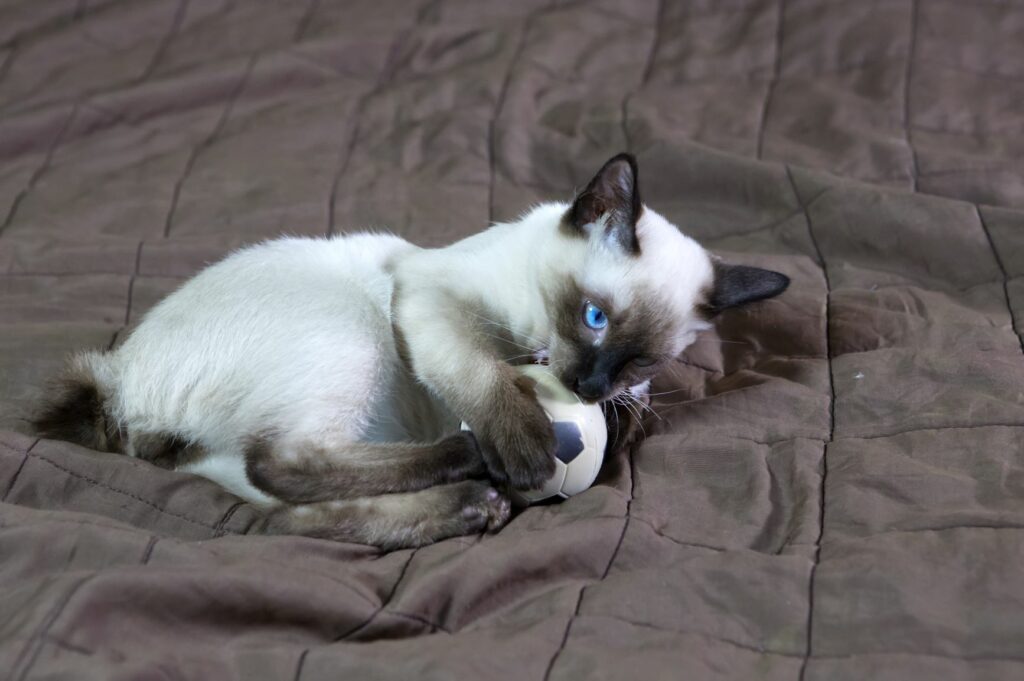 Mekong Bobtail kitten