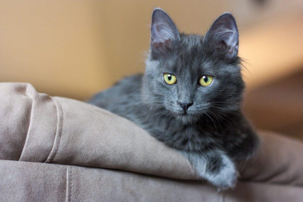 Nebelung kitten Nebelung kitten