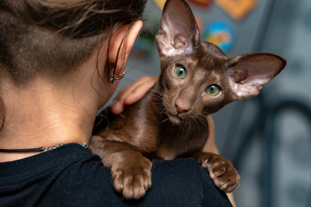 Oriental Shorthair Cat