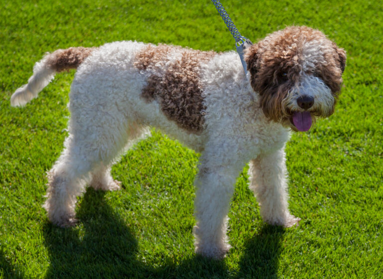 Purebred Spanish Water Dog