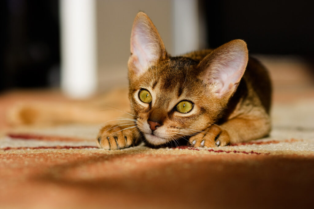 Young Abyssinian Young Abyssinian