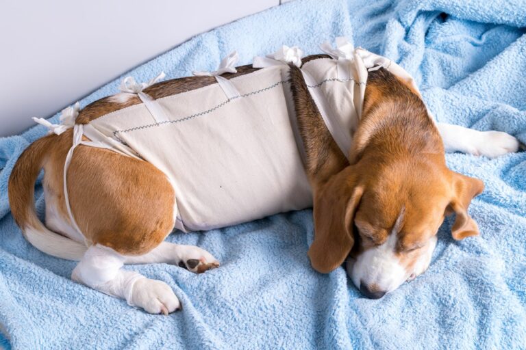 A beagle after mammary tumour removal