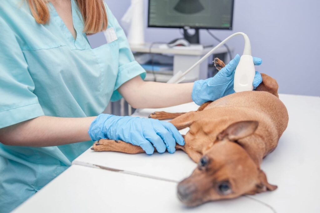 A vet will perform an ultrasound scan on the dog