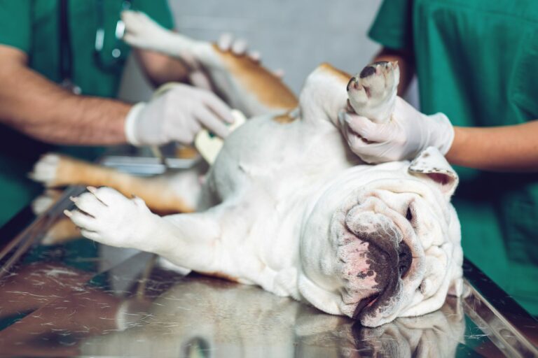 Dog having an ultrasound for bladder stones