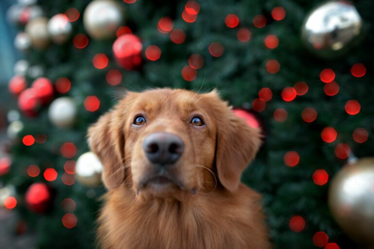 Dog with a Christmas tree