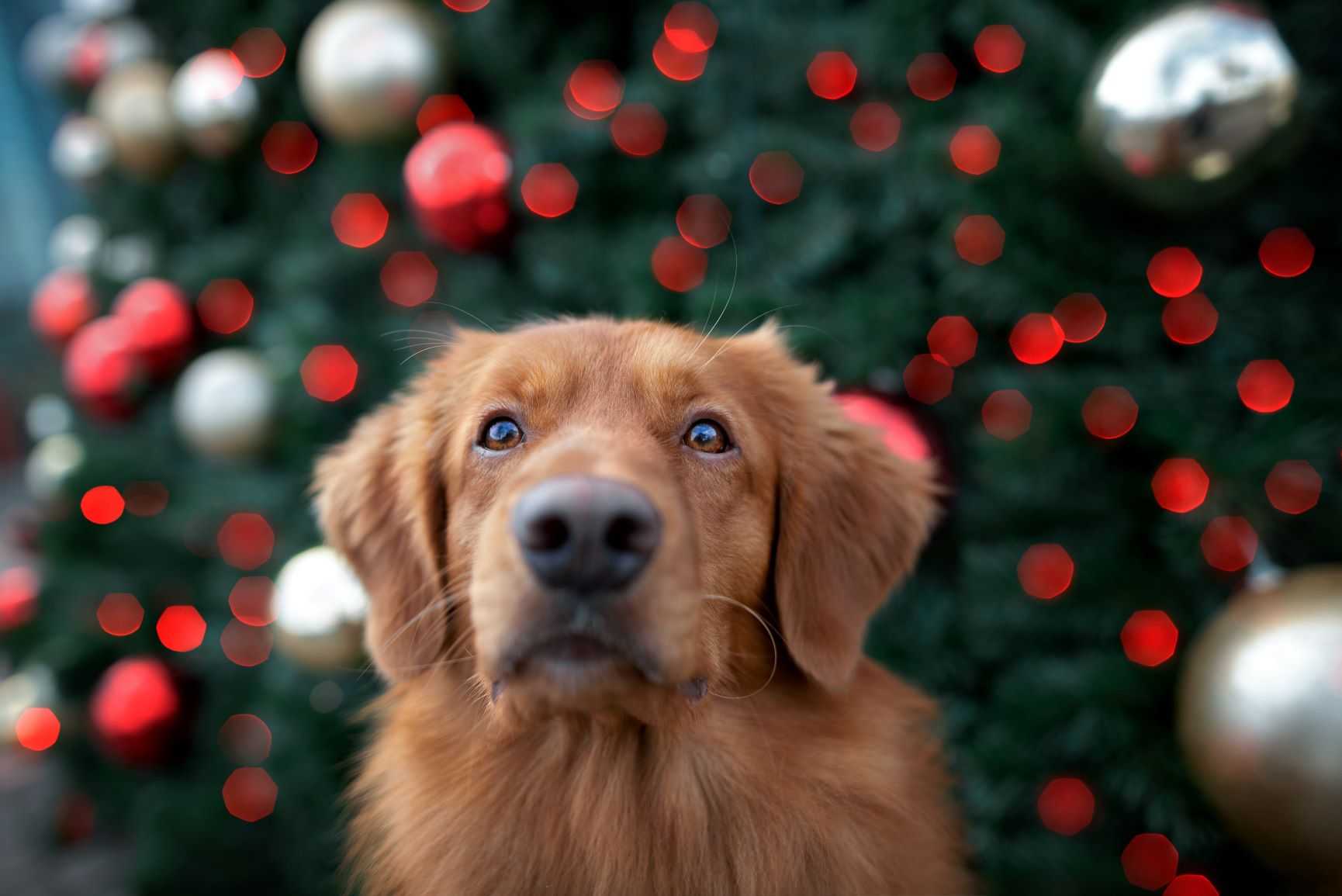 Your dog advent calendar new arrivals