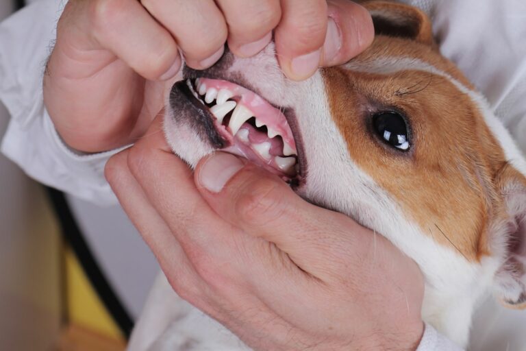 Vet examines dog for Gingivitis