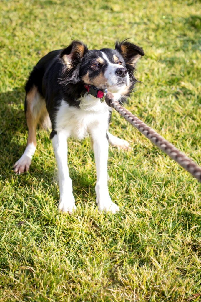 dog pulling leash