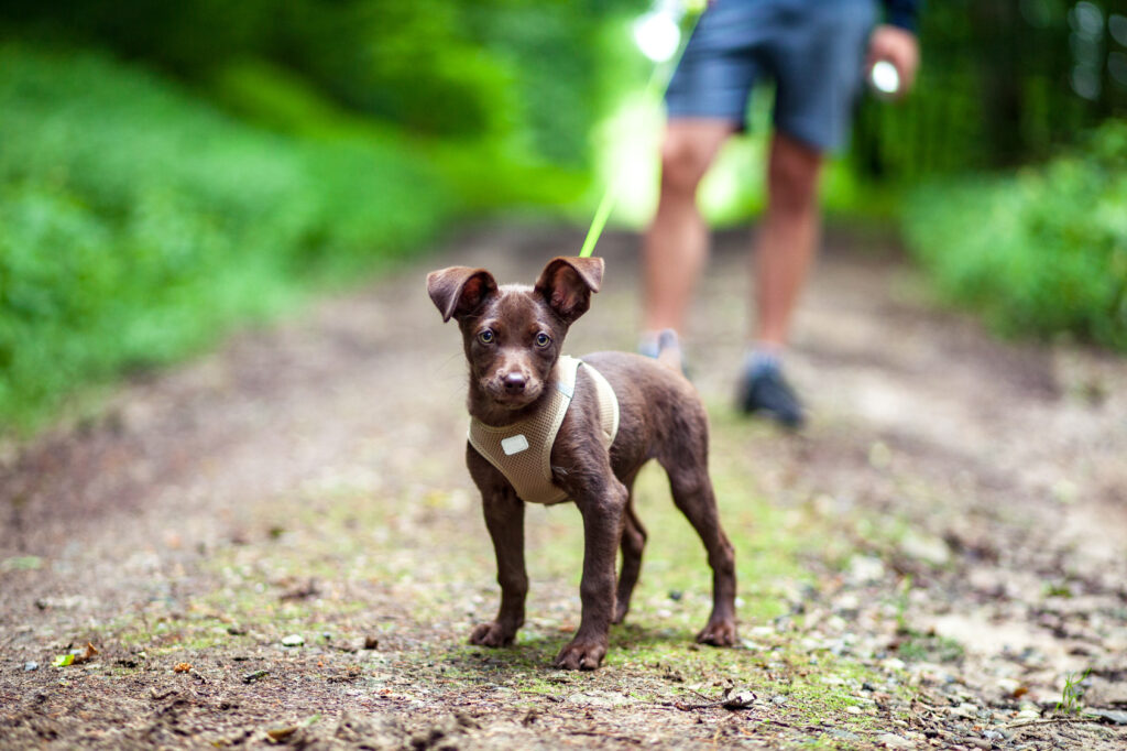 Puppy on a walk