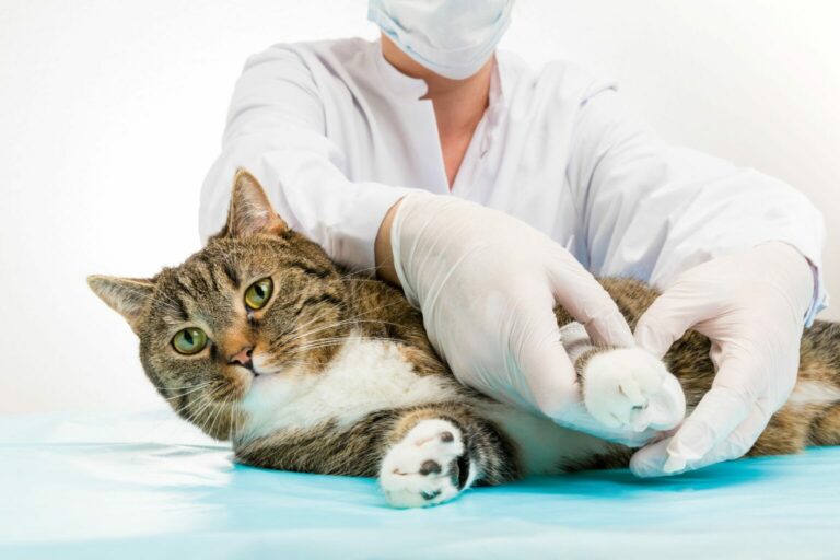 paw injuries in cats-limping cat