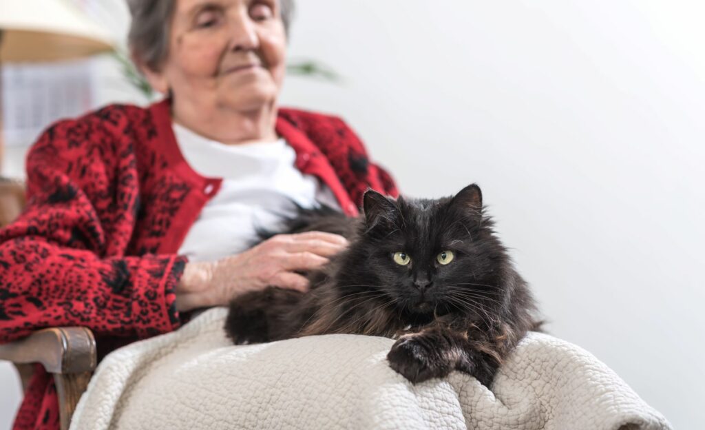 Cat in a nursing home