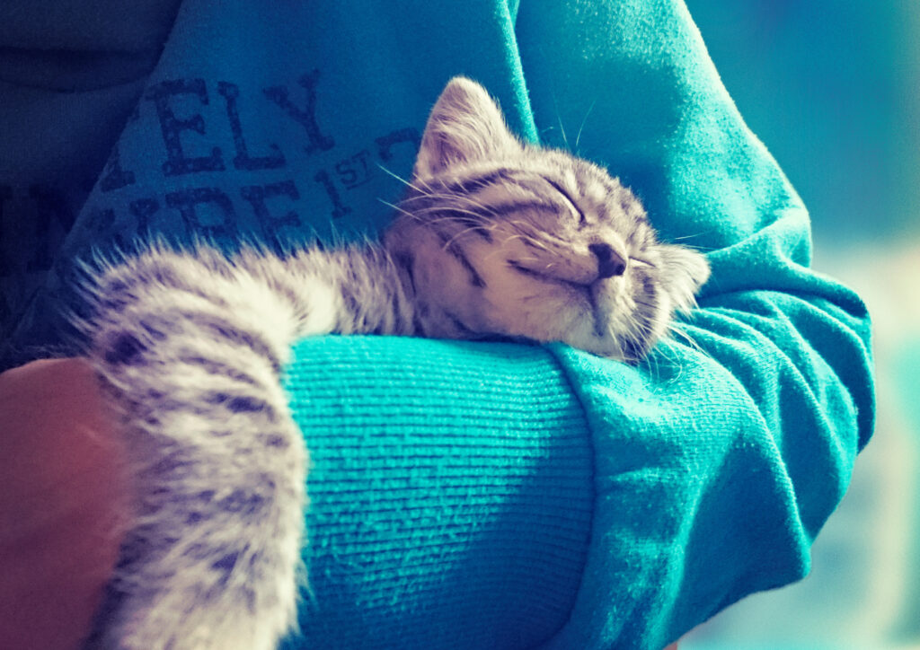 Cat sleeping in person's arms