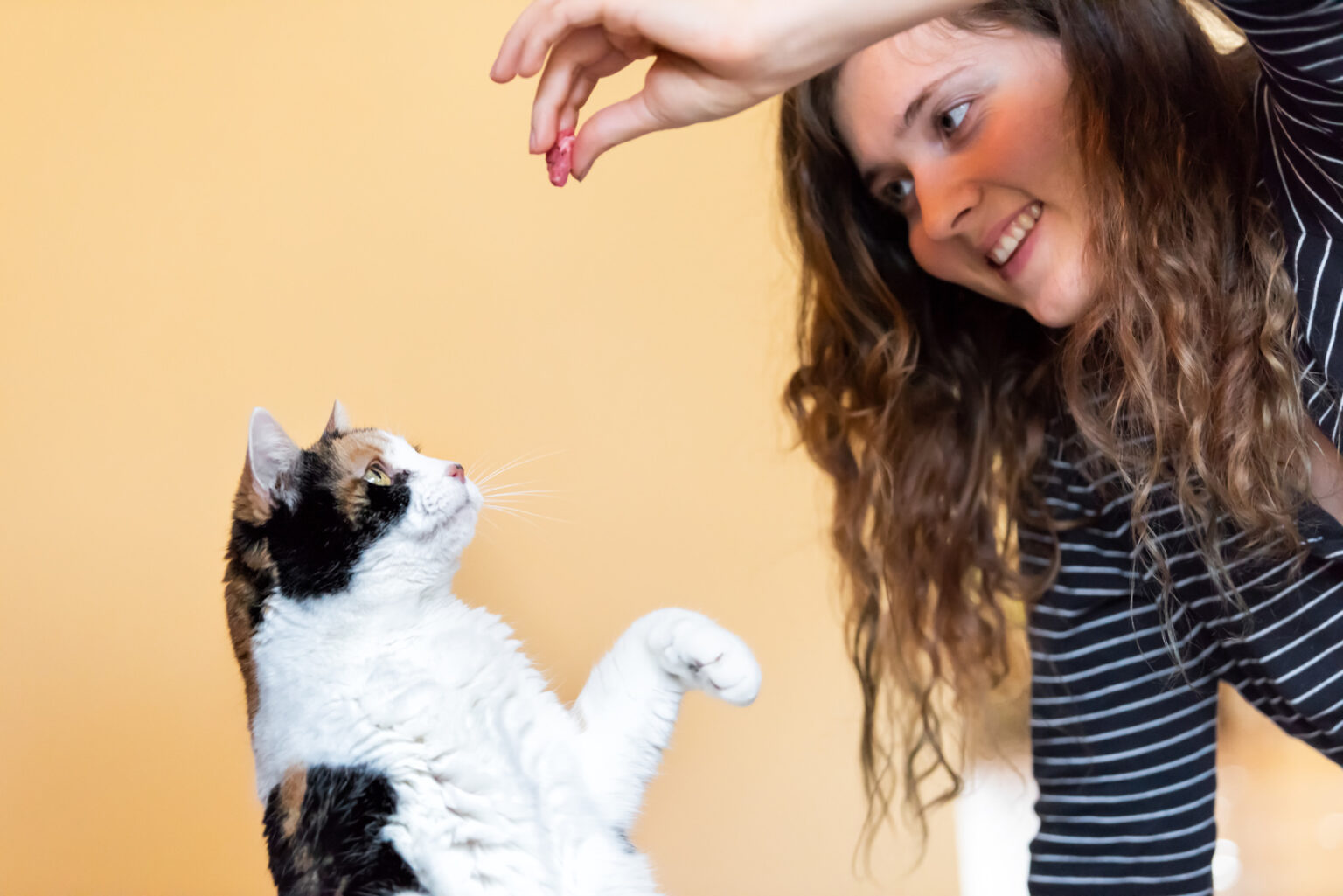 Teaching Cat Tricks 10 Tricks for Clever Cats! zooplus Magazine