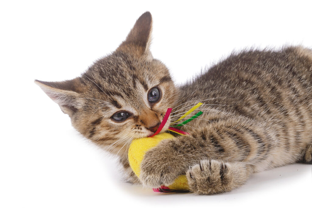 Kitten playing with toy mouse