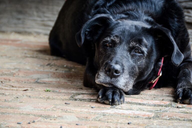 Old dog on wooden floor