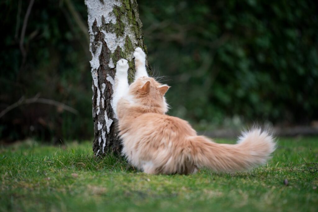 cat scratching birch tree