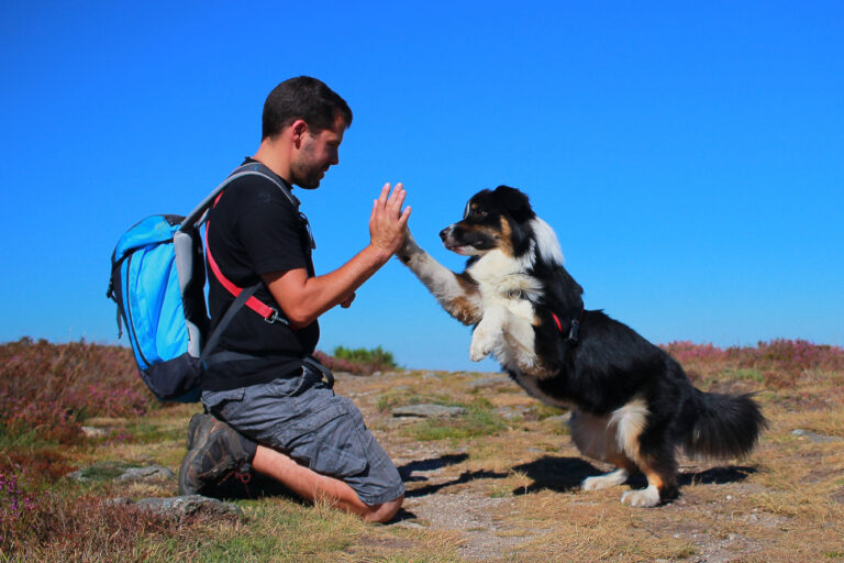 Dog giving a high five Dog giving a high five