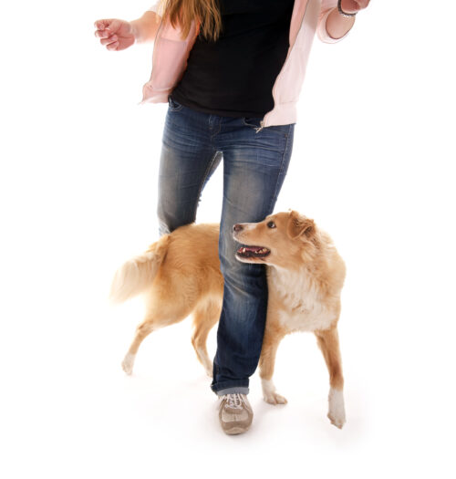 The 10 Most Popular Dog Tricks Dog Training zooplus Magazine