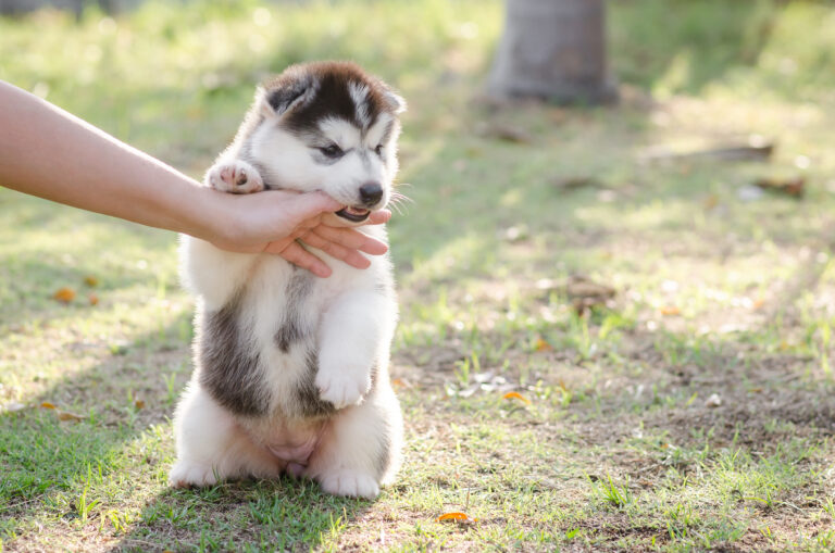 Husky puppy biting owner's hand