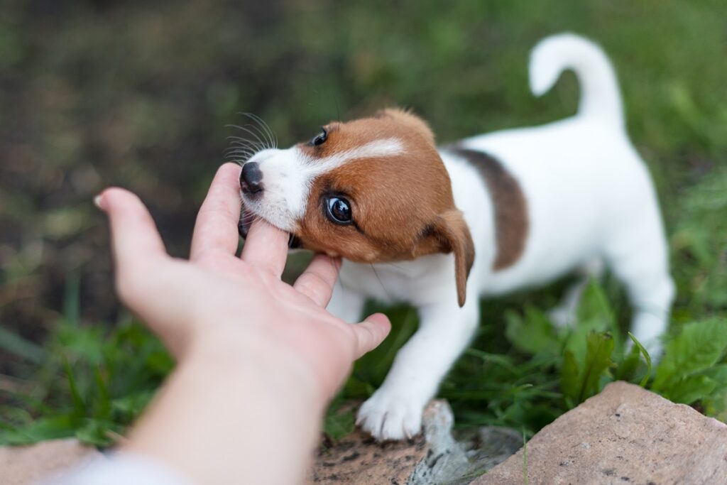 Jack Russell Terrier Puppy playfully biting