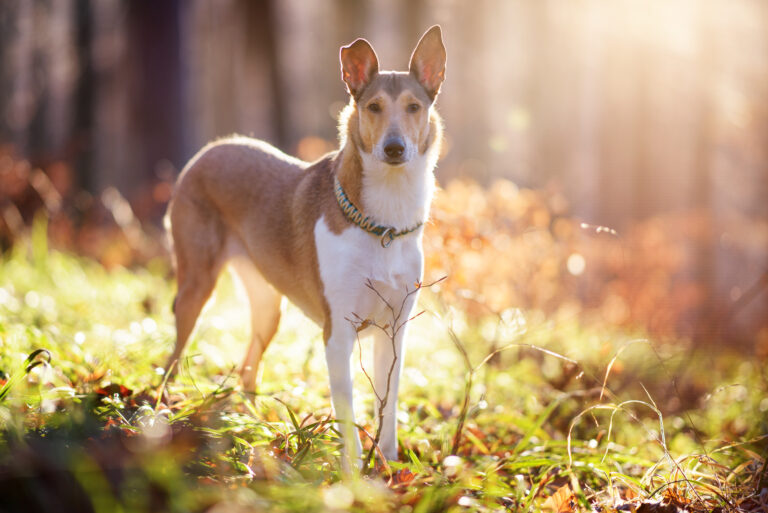 Smooth Collie Dog Breed