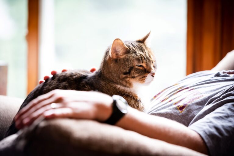 Trusting cat sleeping on lap