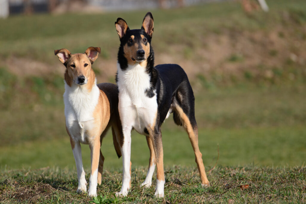 Two Smooth Collies pair