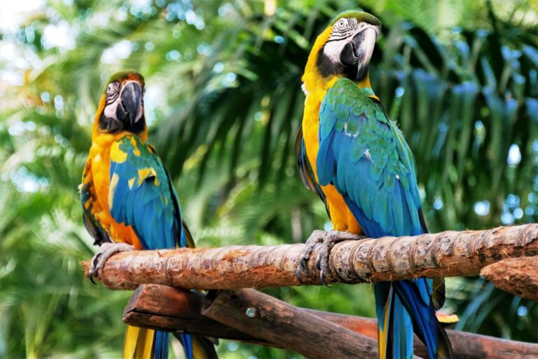 Two parrots sitting on a branch