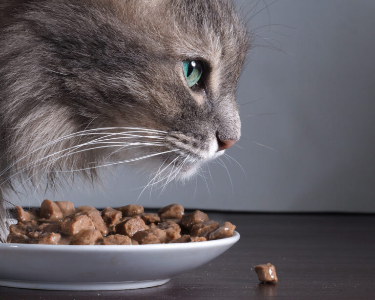 How a sensitive stomach affects cats