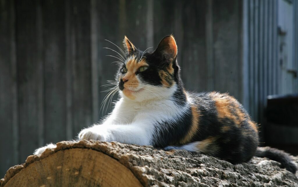 Calico Cat lying on a tree trunk