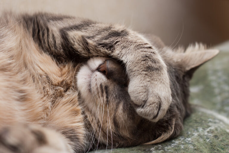 Cat covering its face with its paw