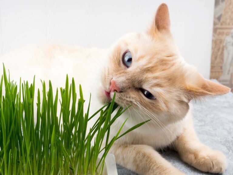 Cat eating grass