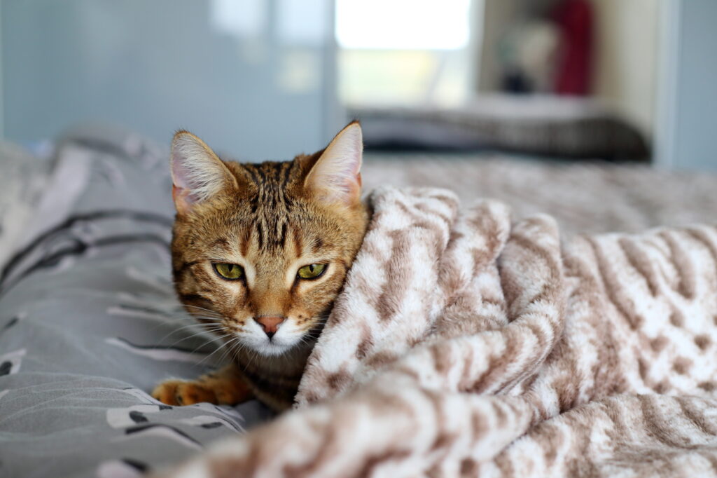 Cat lying under a blanket
