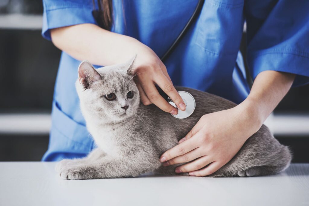 Vet using a stethoscope to monitor the respiratory tract