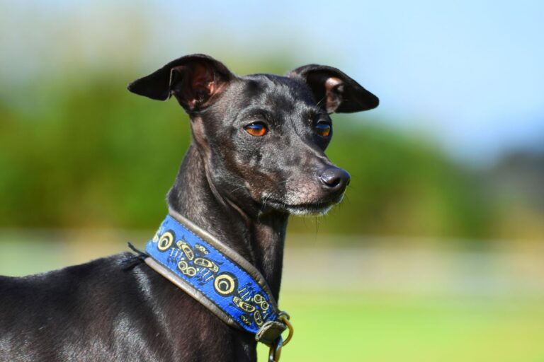 Black Italian Sighthound