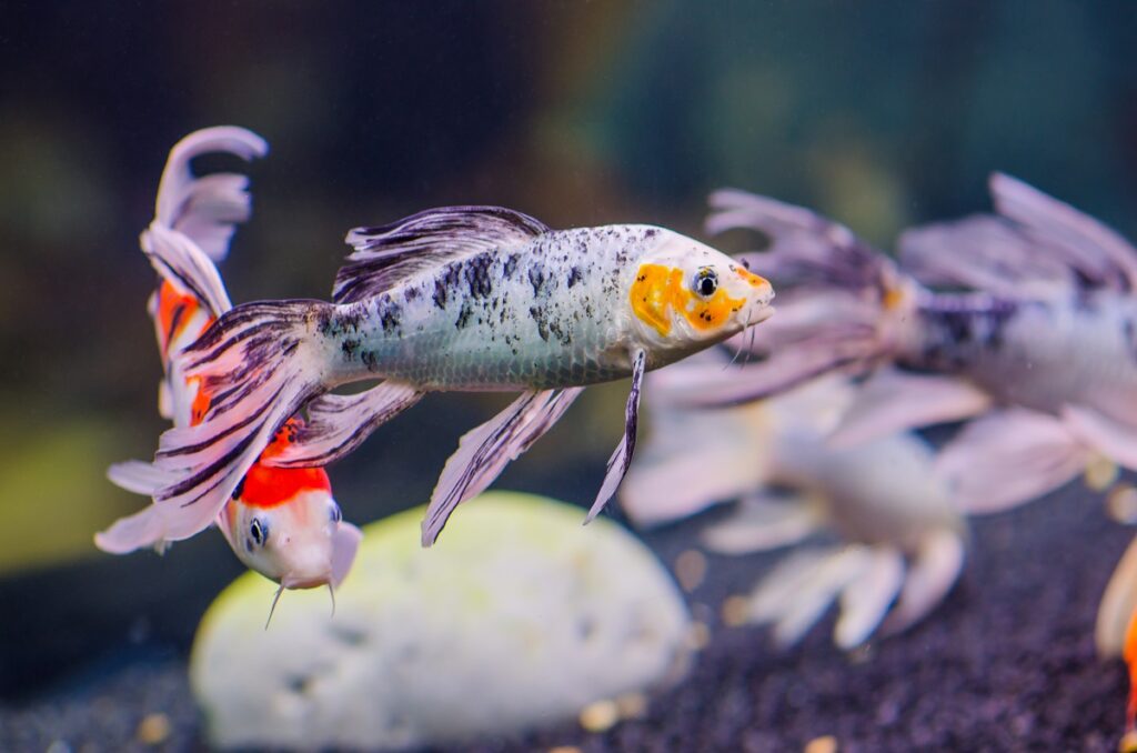 Butterfly Koi Breed Advice and Info zooplus Magazine