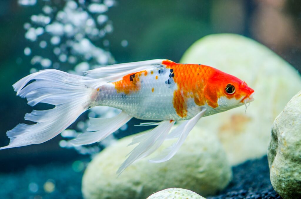 Butterfly koi carps fish