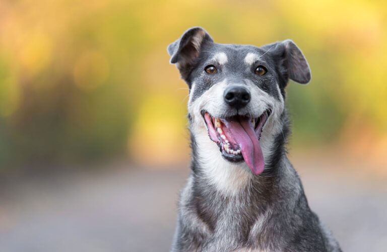 Dog with tongue out