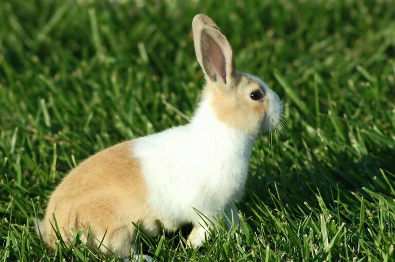 Dutch Rabbit